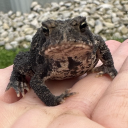 controlled-confusion avatar