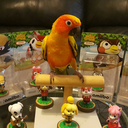 conure-and-co avatar