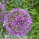 conversational-dom avatar