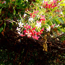 convolutedillusions avatar