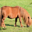 convoswithmyhorse avatar