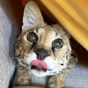 coochiemonsterv2 avatar