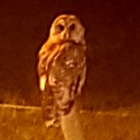 coocooie-blog avatar