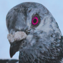 cooing-pigeon avatar