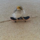 cooked-aburra avatar