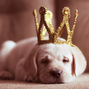 cookie-ancl-cake avatar