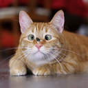cookie-cat1 avatar
