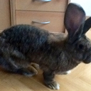 cookiedoodle01 avatar