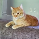 cookiefun7777 avatar