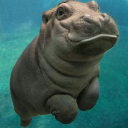 cookiemandarin avatar