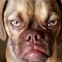 cookies-and-glitter avatar