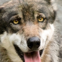 cookiesirl154 avatar