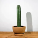 cool-cactus123 avatar