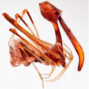 cool-critters avatar