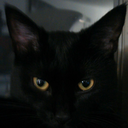 cool-shopping-for-the-pagan-set avatar