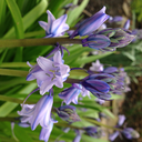 coolartisttips avatar