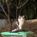 coolawesomedragon avatar