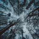 coolcalmcollectiveish avatar