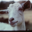 coolcrazycoffeecat avatar