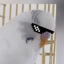 coolestbirbever avatar