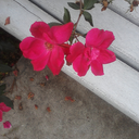 cooljustdoitblr avatar