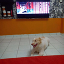 coollawyereaglemuffin-blog avatar