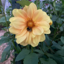 coolpottedplant avatar