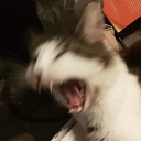 coolricoolatta avatar