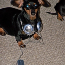 coolweinerdog avatar