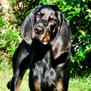 coonhoundchronicles avatar