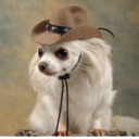 coooldog-blog avatar