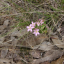 coping-with-suicide avatar