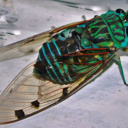 copingcicada avatar