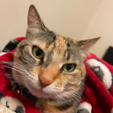 copper-marigolds avatar