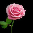 copperanimated avatar