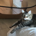 copperbiscuit avatar