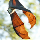 coppercoloredbatwings avatar