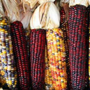 coppercorn-and-hawthorn-farm avatar