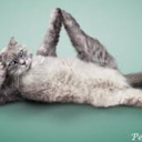 coppertopkatt avatar