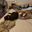 coralbatapricotzonk avatar