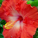 coralhibiscus avatar