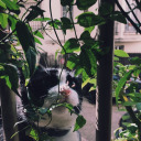 coralinewednesday avatar