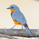 corallawyersludgepatrol avatar