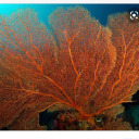 corallikethecolor avatar