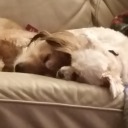 coralloverwinnerwolf avatar