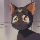 coralsharkeggllama avatar