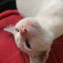 corazon-absurdo avatar