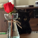 corazonintoxicado avatar