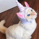 corazonndelator avatar