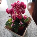 cordatusspinas avatar